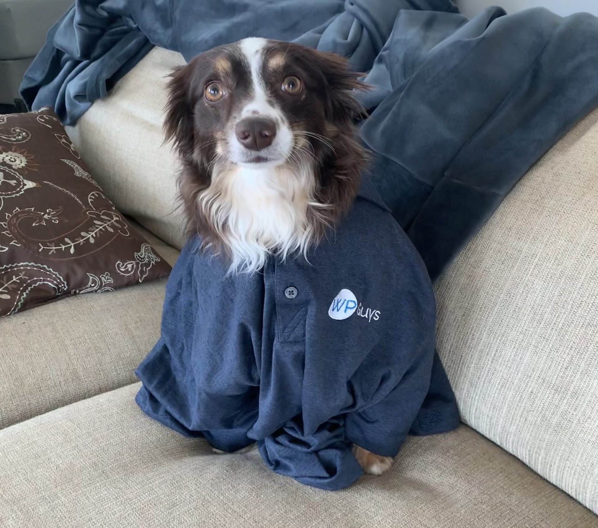 Oliver (The Fluff) — HVACSEO.org team